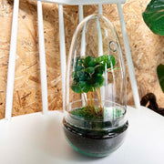 Egg Coffea Arabica Terrarium