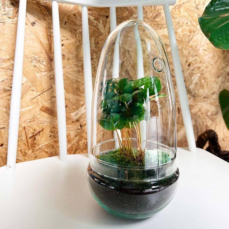 Egg Coffea Arabica Terrarium