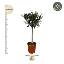 Nerium Oleander op stam met rode bloem