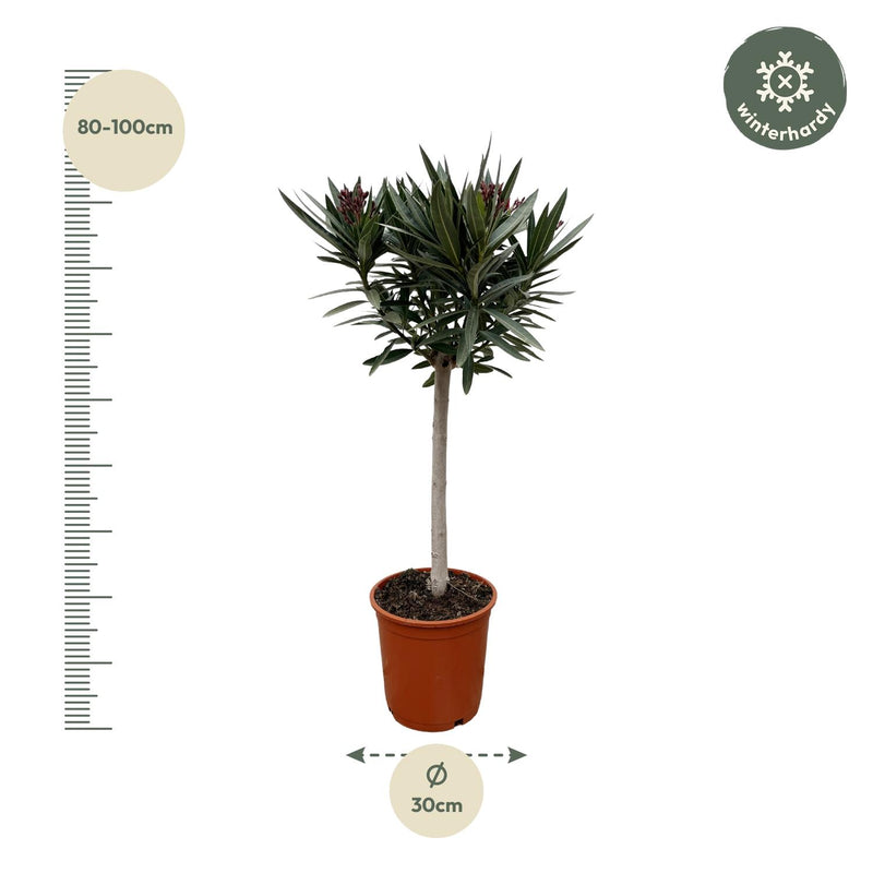 Nerium Oleander op stam met rode bloem
