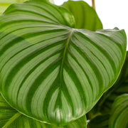 Calathea Orbifolia Everspring