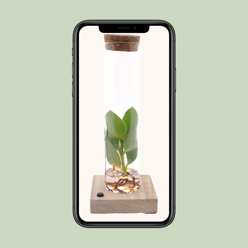 Clusia in Tube Glas + LED