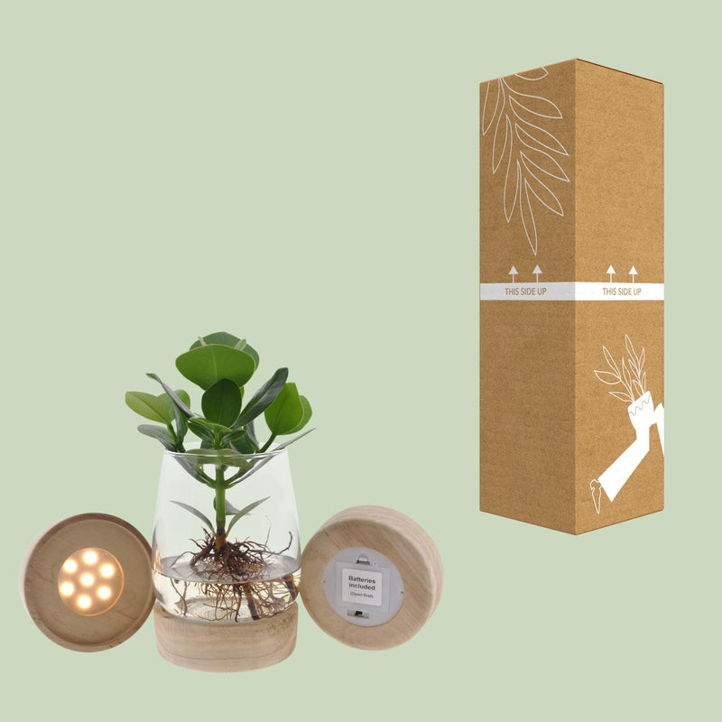 Clusia in Kingston Glas + LED