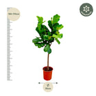 Ficus Lyrata boom