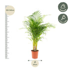 Areca palm