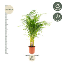 Areca palm