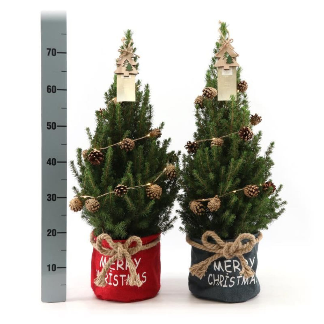 Picea Glauca Conica Kerstboom in Rode Xmas Bag met Sterverlichting