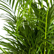 Dypsis Areca Lutescens met mand Everspring