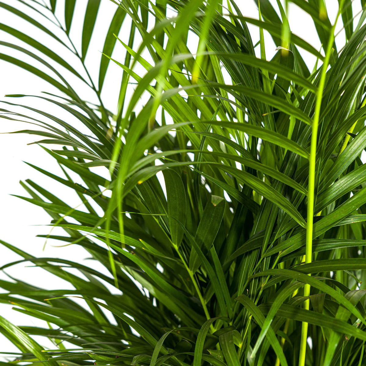 Dypsis Areca Lutescens met mand Everspring