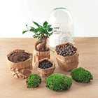 Egg Bonsai Terrarium