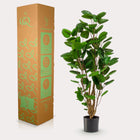Polyscias kunstplant (Aralia) Everspring