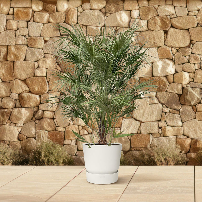 Chamaerops Humilis struik
