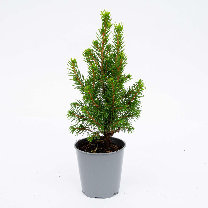 6x Mini-kerstboom Picea Glauca Perfecta