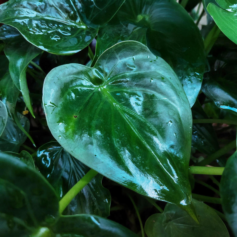 Alocasia Cucullata ‘Boeddha’s Hand’ – Met Mand