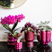 Kolibri Orchids Paarse Phalaenopsis Morelia