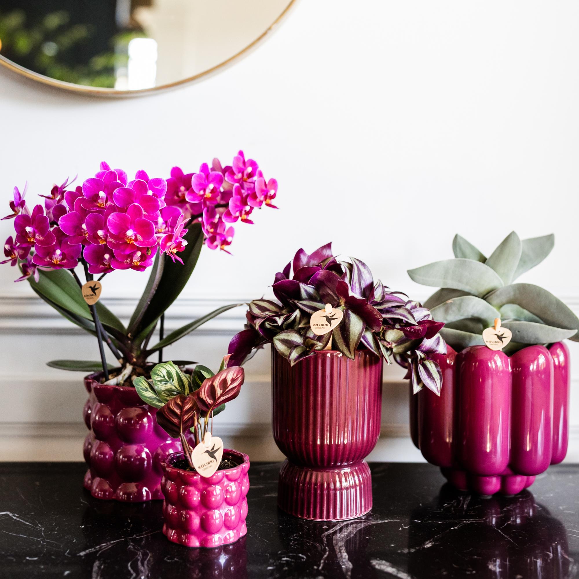 Kolibri Orchids Paarse Phalaenopsis Morelia