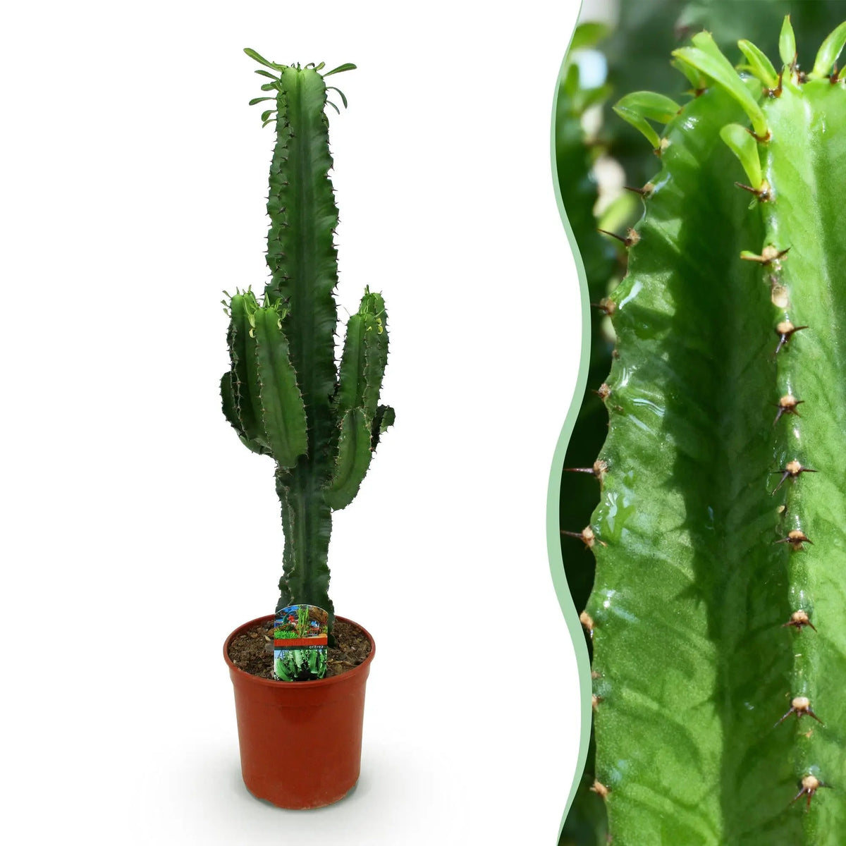 Euphorbia eritrea (Afrikaanse Melkboom) Everspring