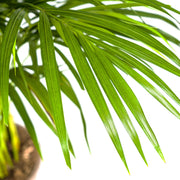 Dypsis Areca Lutescens met mand Everspring