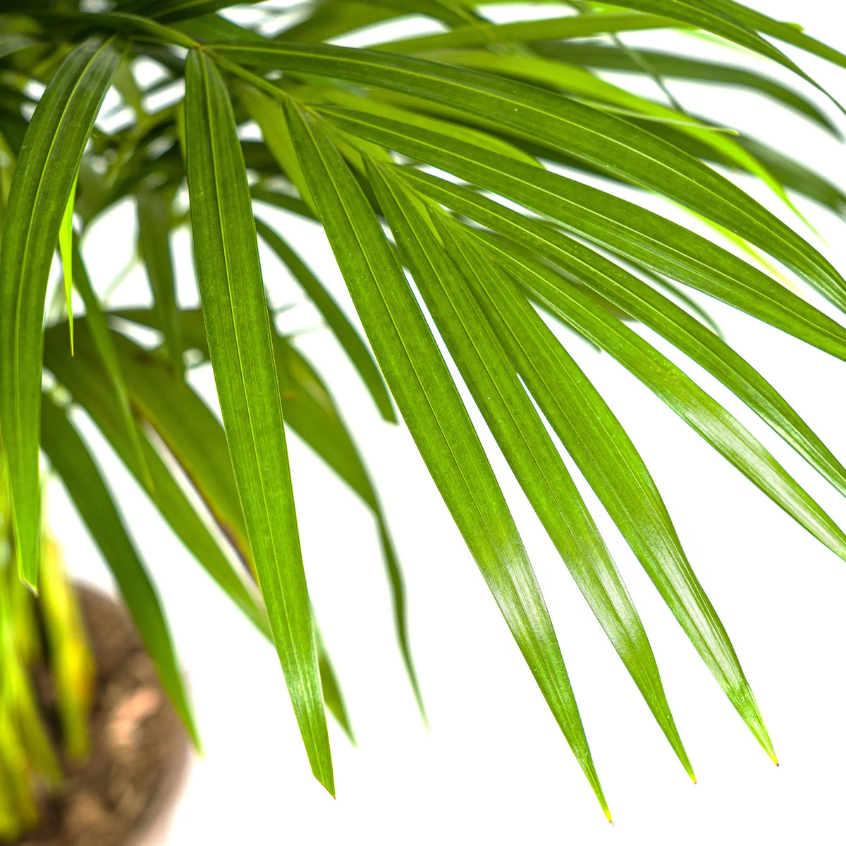 Dypsis Areca Lutescens met mand Everspring