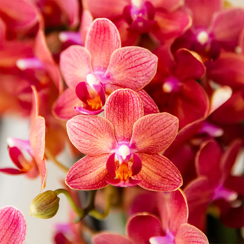 Surprise Box Mix – 2x Orchidee Everspring