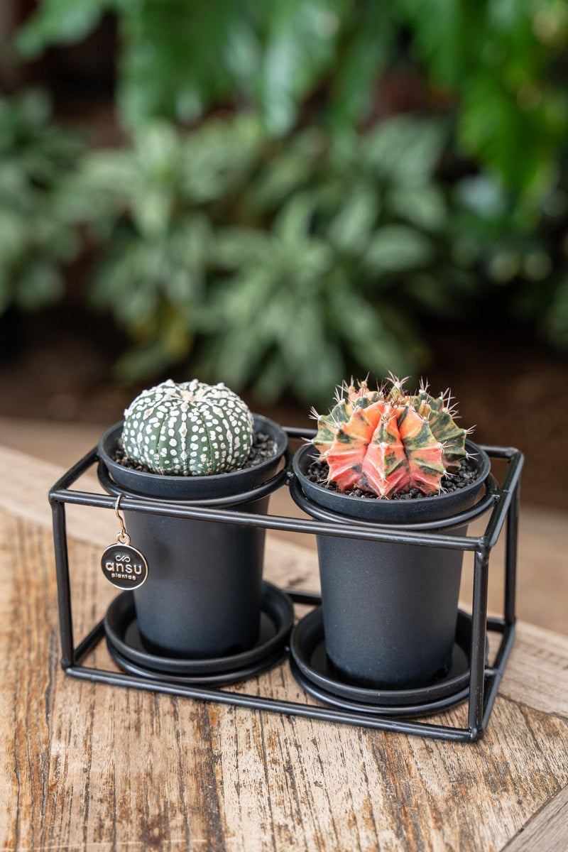 Cactus Duo In Design Frame