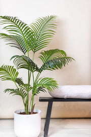 Howea Forsteriana Kunstplant (Paradijspalm)