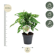 Monstera obliqua 'Monkey Leaf' Everspring