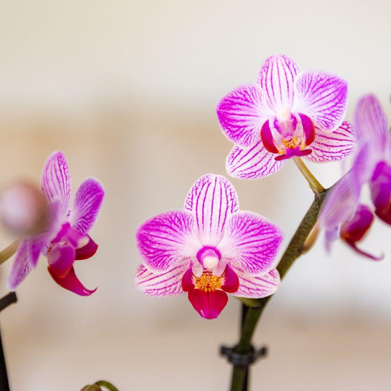 Roze Phalaenopsis Switzerland