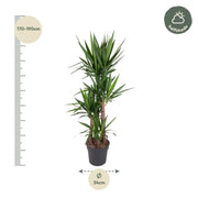Yucca Elephantipe Everspring