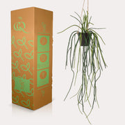 Rhipsalis Kunstplant (Koraalcactus)