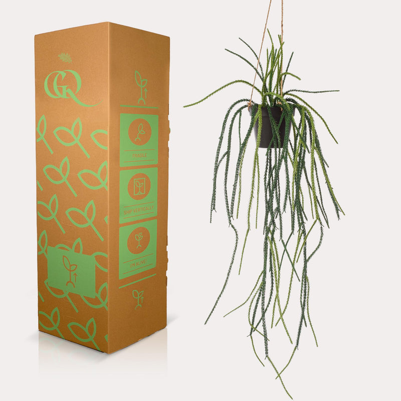 Rhipsalis Kunstplant (Koraalcactus)