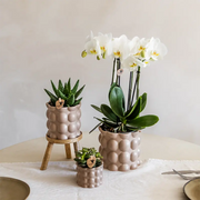 Kolibri Plantenset Cotton Zand – Witte Orchidee Ghent in Keramieken Sierpotten Everspring