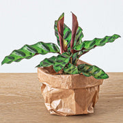 Planten terrarium pakket - Calathea Lancifolia