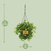 Peperomia Rotundifolia