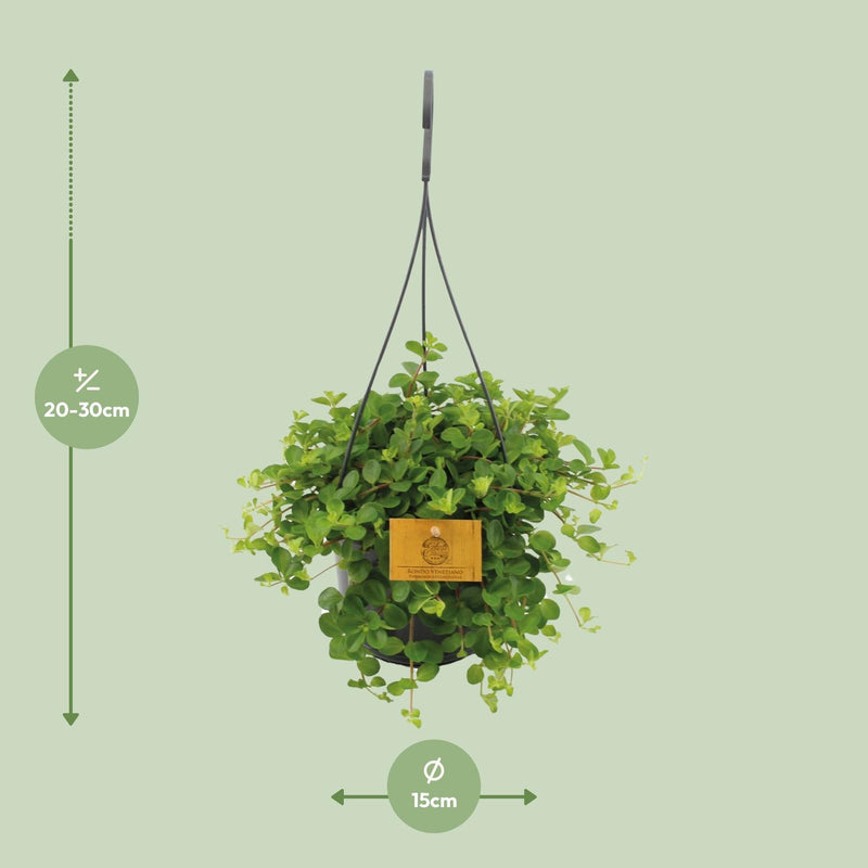 Peperomia Rotundifolia