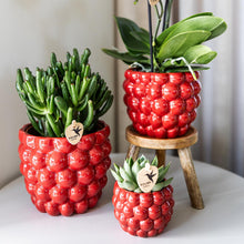 Kolibri Orchids – Rode Phalaenopsis Congo in Berry sierpot