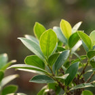 Bonsai S-vorm (mix keramiek) Everspring