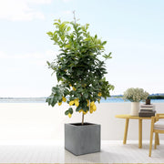 Block Grey Everspring