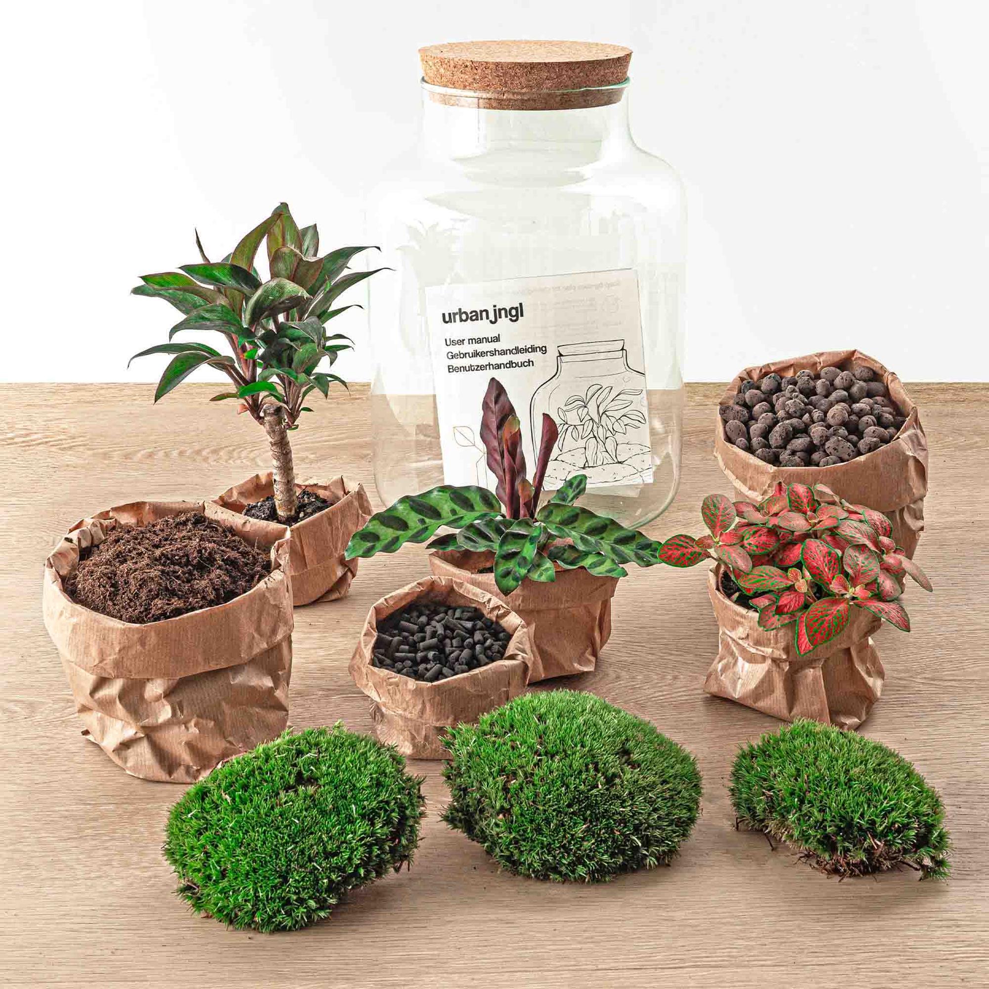 Milky Palm Terrarium