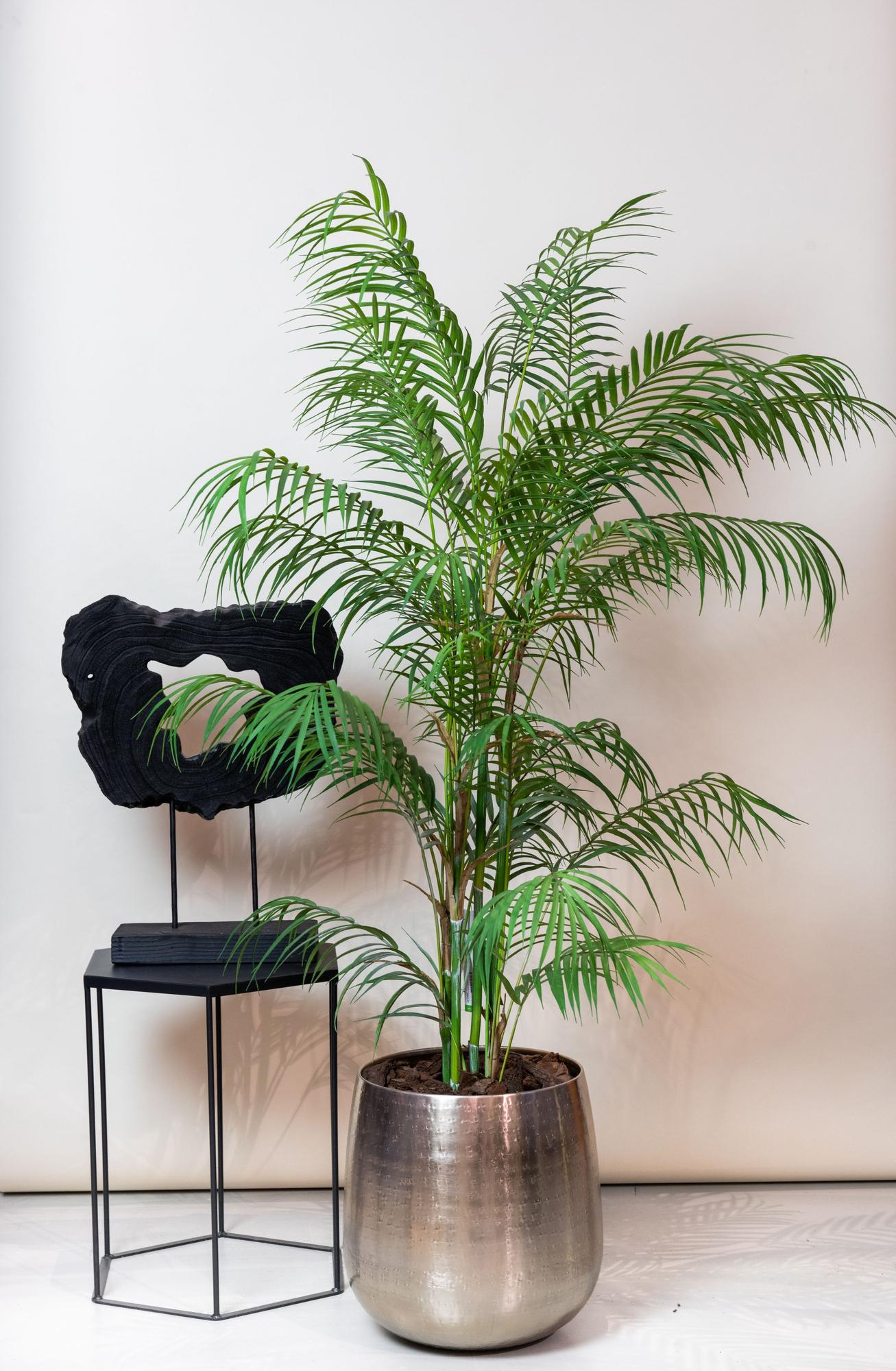 Kunst Tropaeolum Speciosum (Oost-Indische Kers)