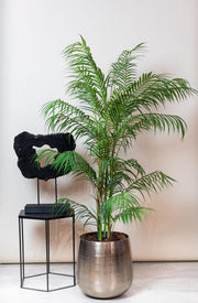 Kunst Tropaeolum Speciosum (Oost-Indische Kers)