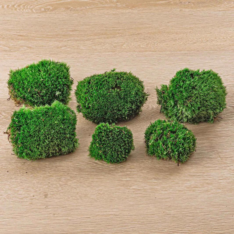 Premium Fresh Moss - 6 stuks