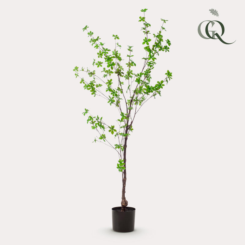 Kunst Tropaeolum Speciosum (Oost-Indische Kers)
