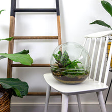 Dome XL Terrarium