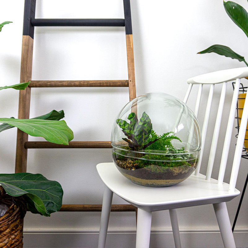 Dome XL Terrarium