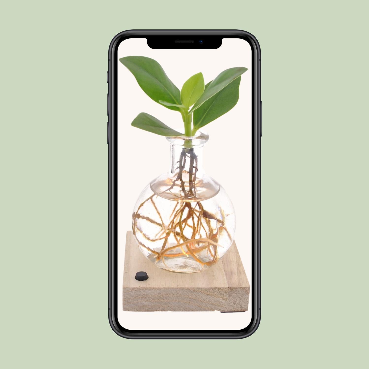 Clusia in Samoa Glas + LED