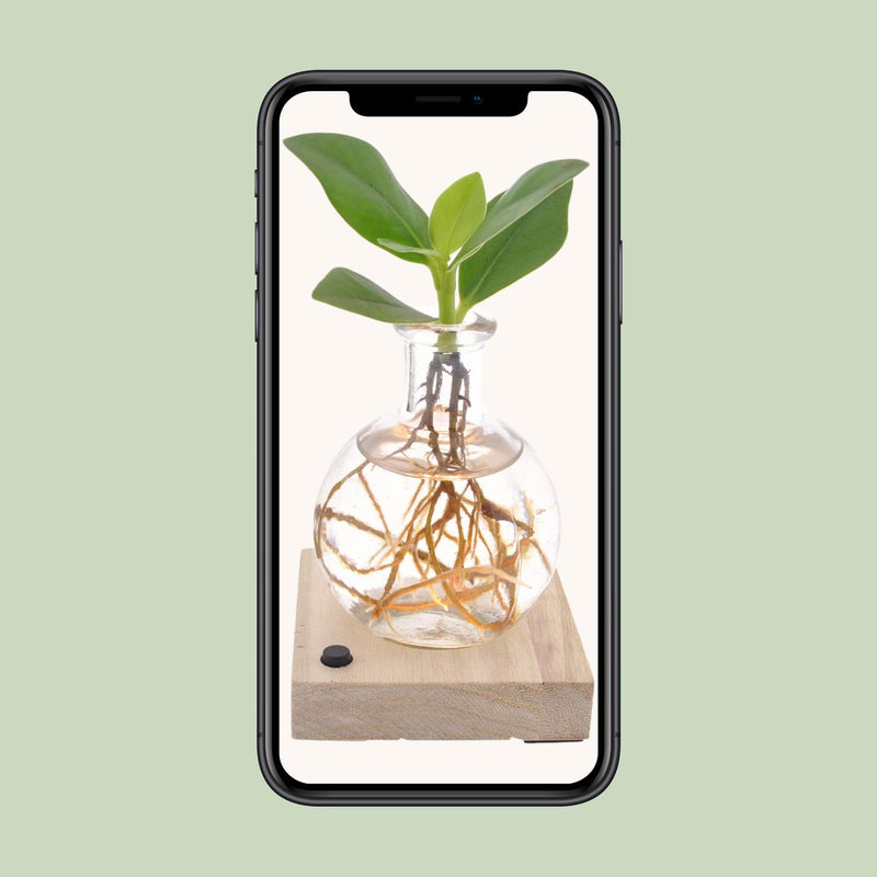 Clusia in Samoa Glas + LED