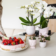 Kolibri Orchids | Gift Set Granada Roze – Orchidee Portugal + Succulent