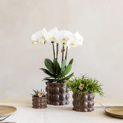 Kolibri Orchids | Plantenset Cotton bruin met witte orchidee Ghent & succulenten Everspring