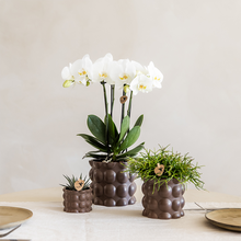 Kolibri Orchids | Plantenset Cotton bruin met witte orchidee Ghent & succulenten